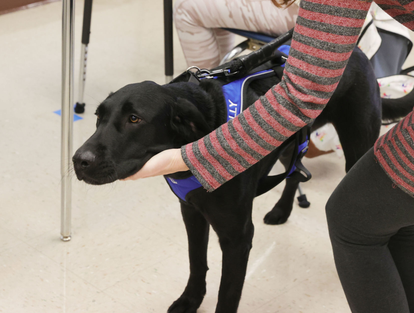 Wally Therapy Dog